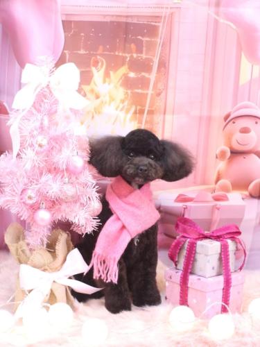 20241211コアくん